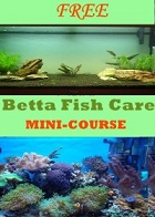 FREE Betta Fish Care Mini Course