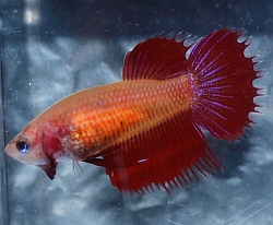 red female betta fish