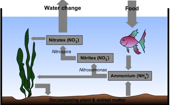 Know The Nitrogen Cycle