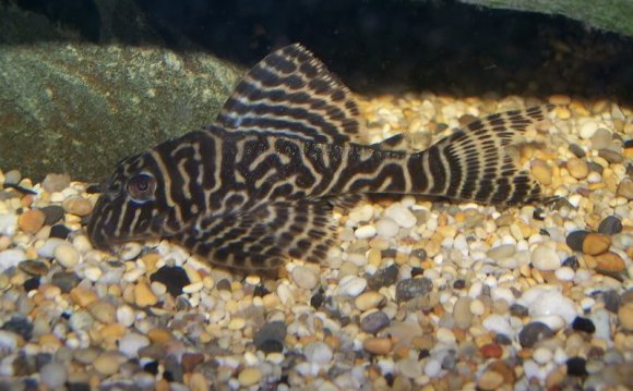 Tiger Pleco