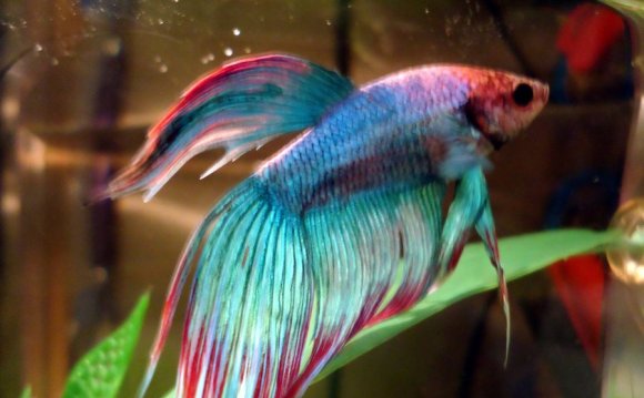 1+ images about Betta fish