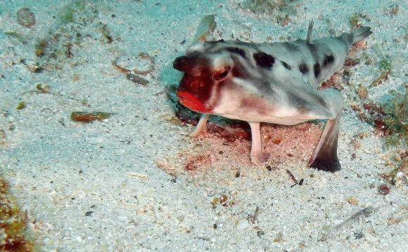 Red-lipped batfish