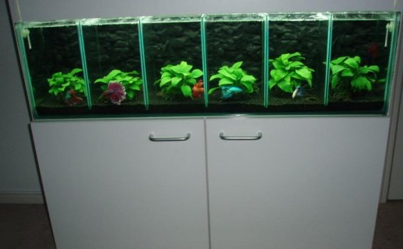 1+ images about betta idea