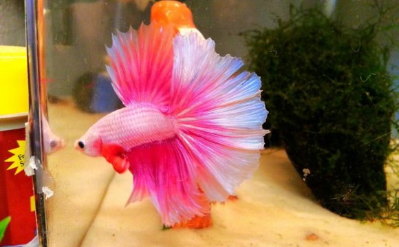 1+ images about Betta fish
