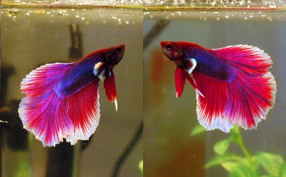 1+ images about Betta Fish