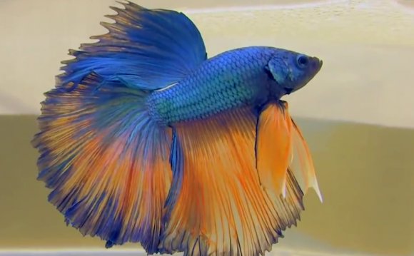 1+ images about betta fish