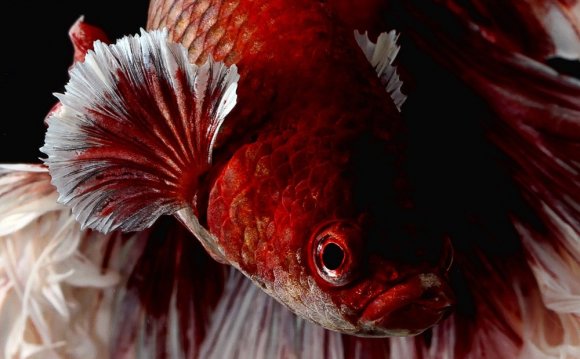 1+ images about betta fish