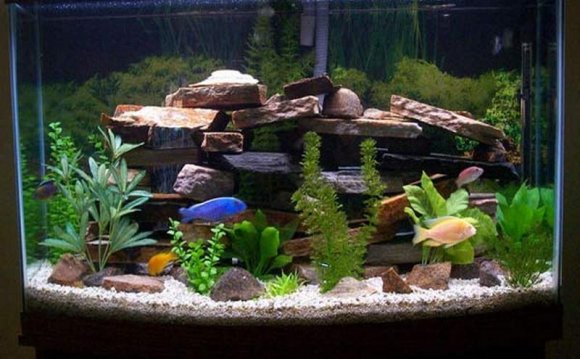 1+ images about Fish Tank