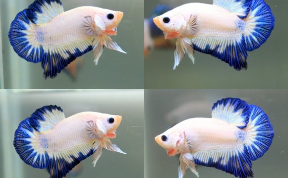 1+ images about Betta on