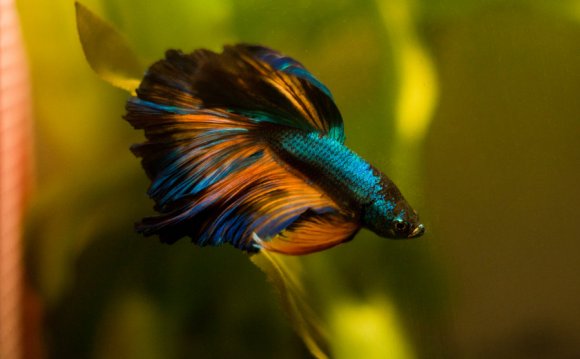 1+ images about Betta fish