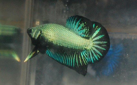 1+ images about Betta Fish