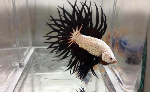 1+ images about Betta Fish