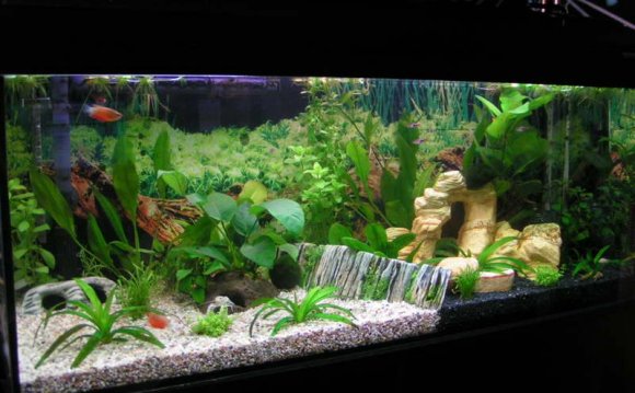 1+ images about fish tank