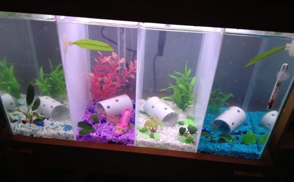 1+ images about Fish Tanks