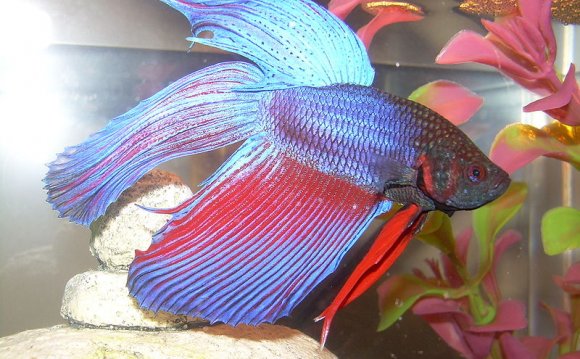 800px-betta_splendens02.jpg