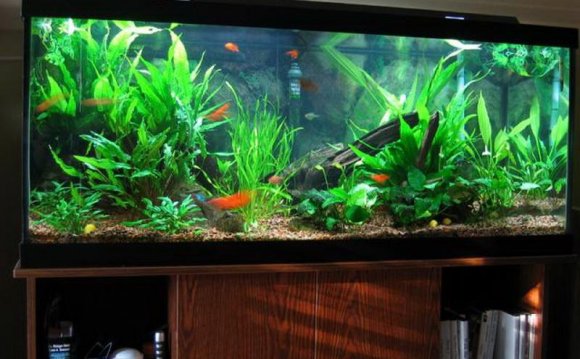 1+ images about fish tanks