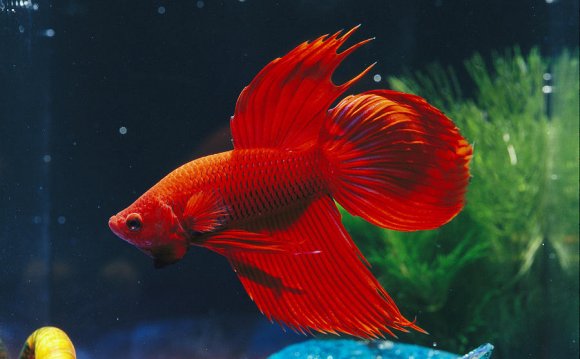 900x602 Red Fighting Fish