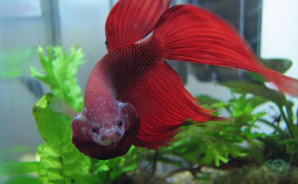 1+ images about Betta Fish