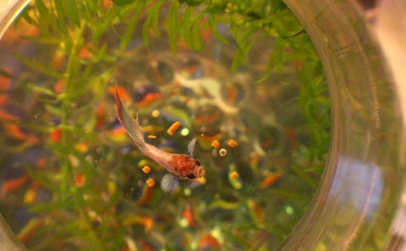 8 Reasons Why Beta Fish Are
