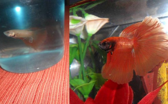 1+ images about Betta! on