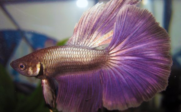 1+ images about Beta Fish