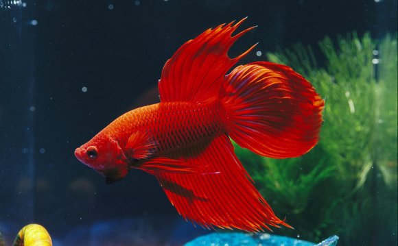 A Red Siamese Fighting Fish in
