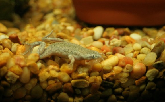 African Dwarf Frog Care |