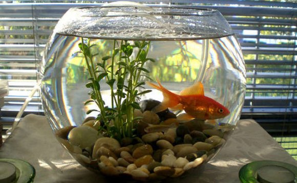 Air Pump For Fish Bowl