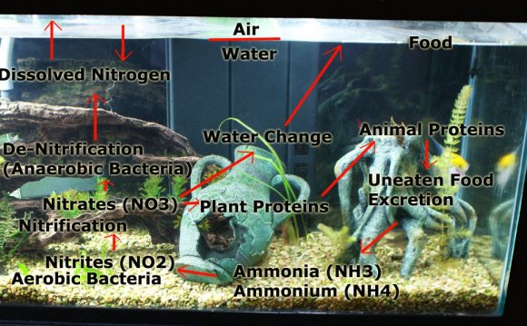 Setting up a planted tank