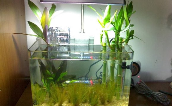 All about betta fish: Planted