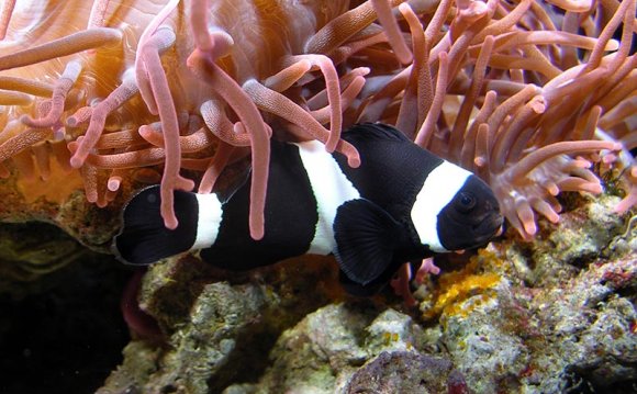 Black Ocellaris Clownfish