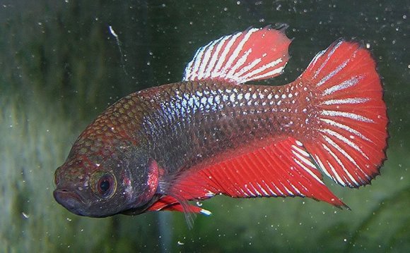 An Indepth Review to Betta