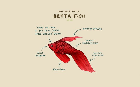 Anatomy of a Betta Fish - Lol
