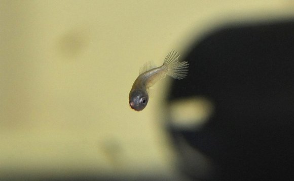 And Juvenile Betta Photos