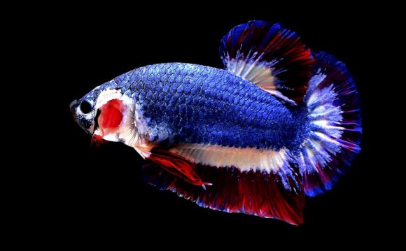 Thai Fighting Fish with