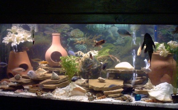 Aquarium decorations 75 gallon