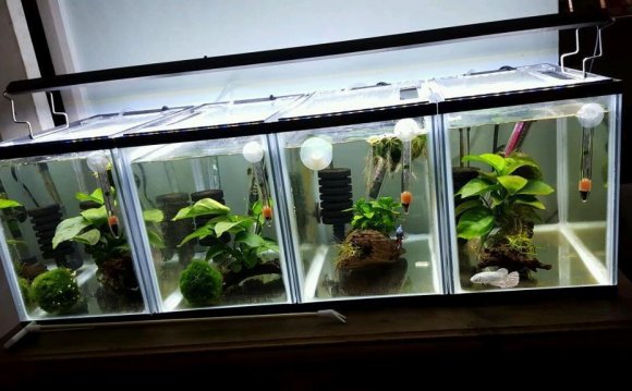 Aquarium Fish / Betta / Shrimp