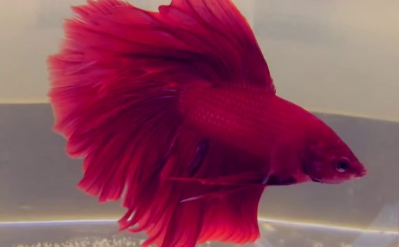 Betta fish Betta fish bicolor