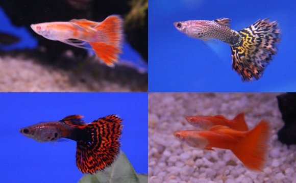 Aquarium Fish Breeding: How to