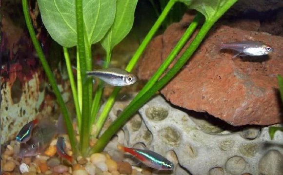 Neon tetra breeding is quite