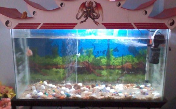 Aquarium for sale bangalore