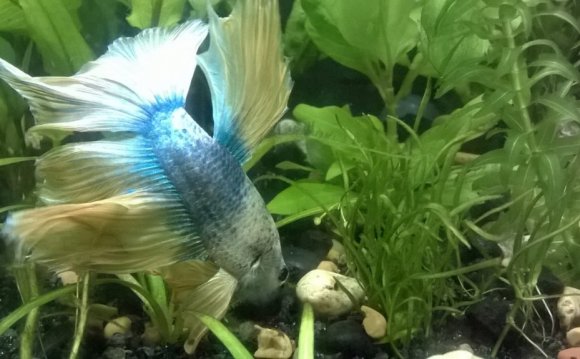 Betta Care- Betta Splendens