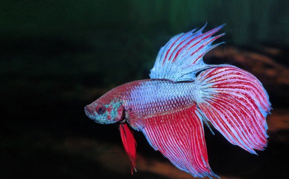 Long tail fighting fish