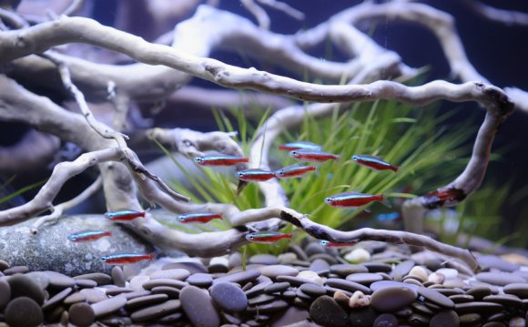 Aquarium maintenance tips and