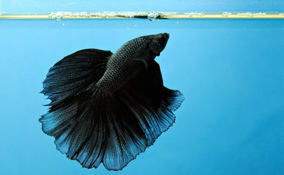 Background of Betta fish