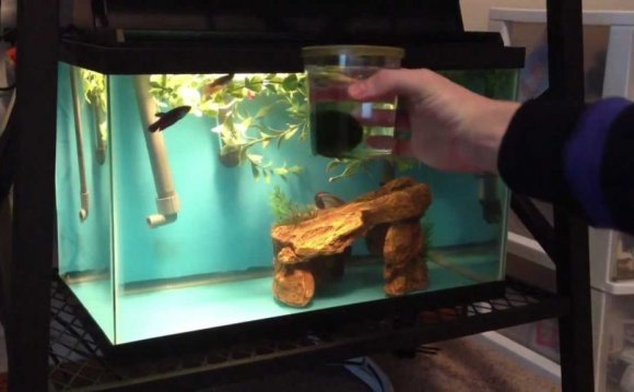 Awesome Betta Fish Tanks With