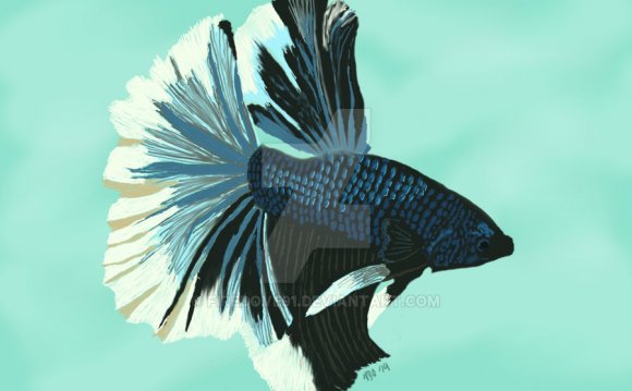 Halfmoon Betta Fish by