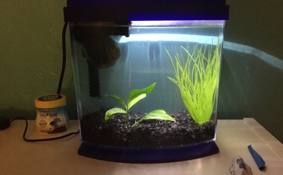 This is our Bettas tank