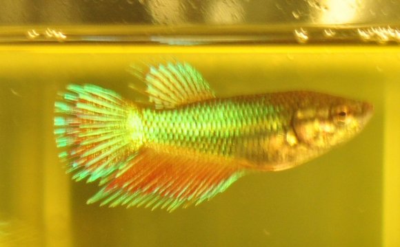 Most rare Betta colours