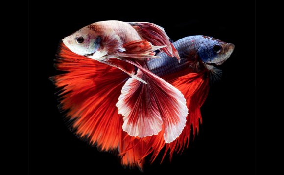 Of Siamese Fighting Fish